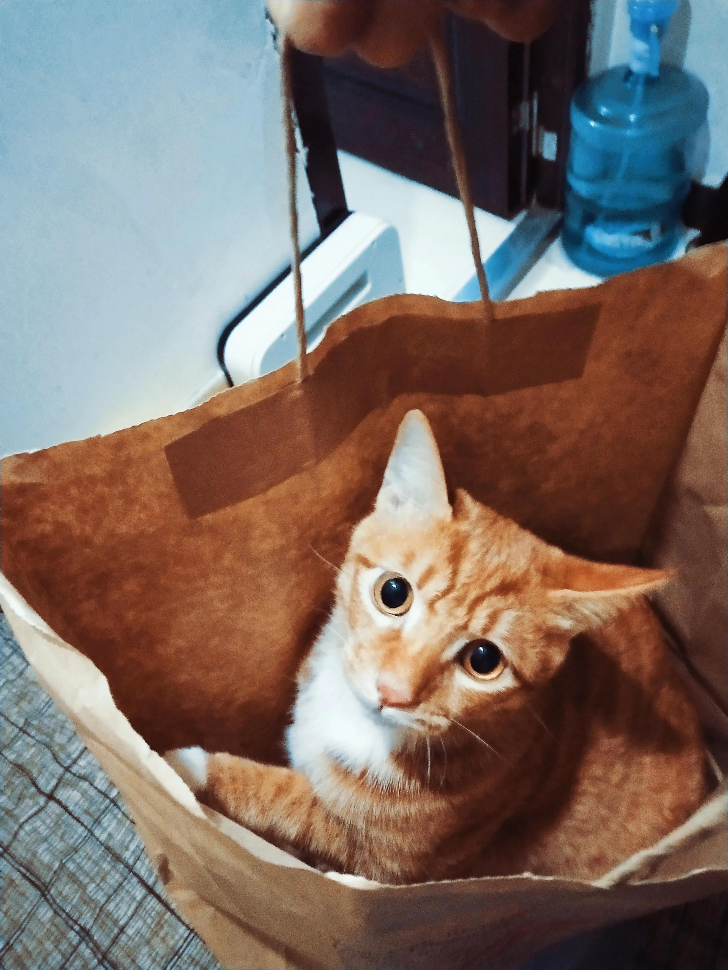 养了一年多的猫不见了，找到后能听懂人话