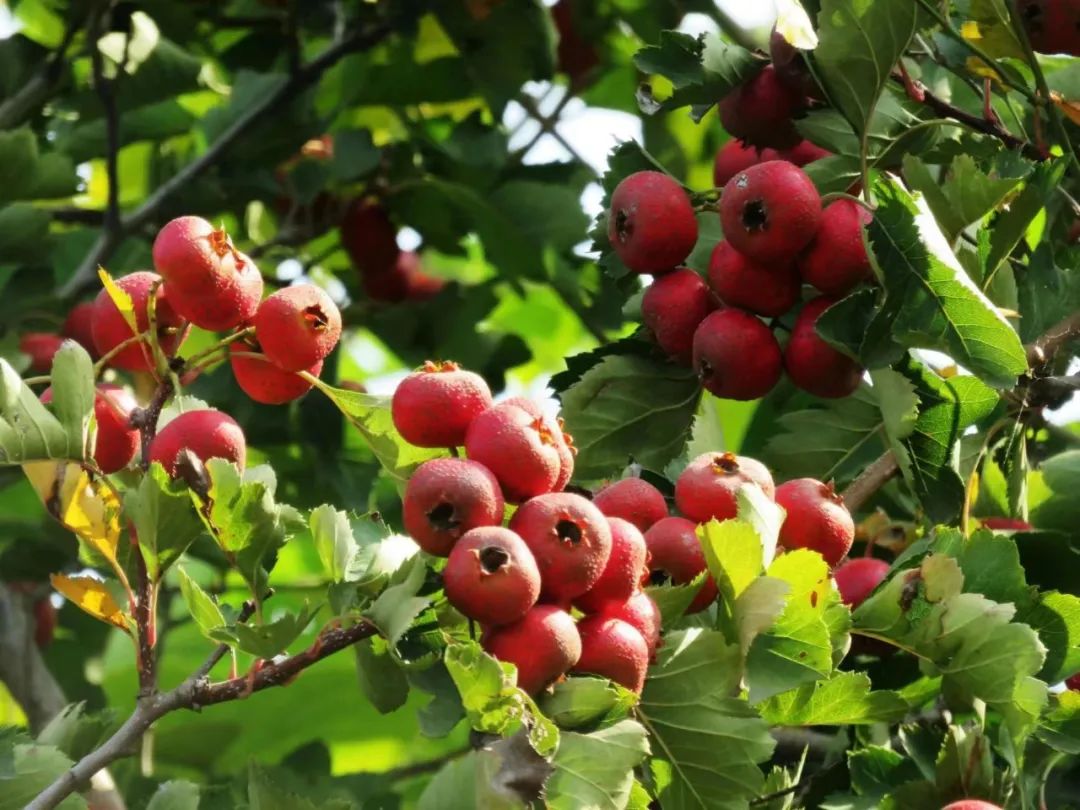 校园绿化树林,校园植被景观