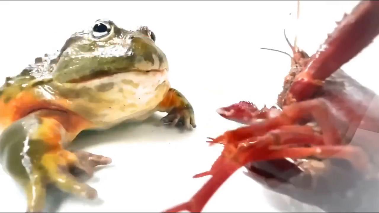 牛蛙把舌头烫破,牛蛙被钳子夹嘴