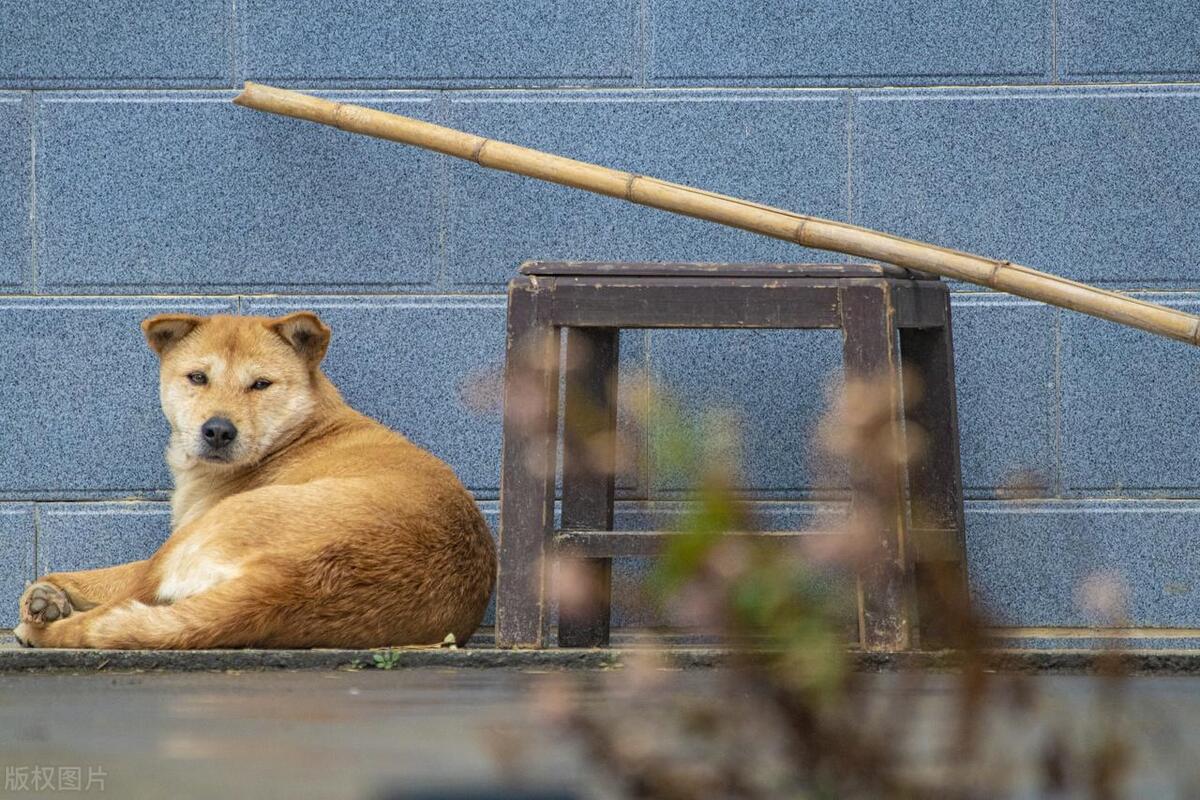 狗界暖男排名,狗界暖男德牧