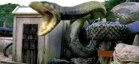 60斤巨蟒被挖掘机挖出,工地挖出24公斤巨蟒