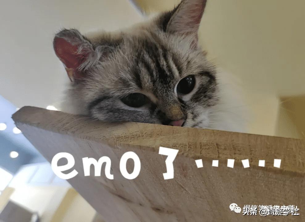 2021年十大网络热词的源起和运用,2019年网络十大流行热词