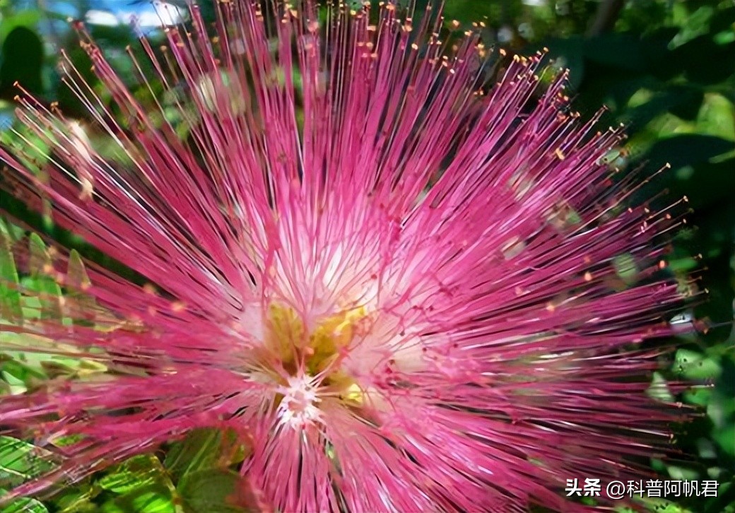 日本一港口发现有毒海胆,日本渔港大量沙丁鱼死亡有辐射没