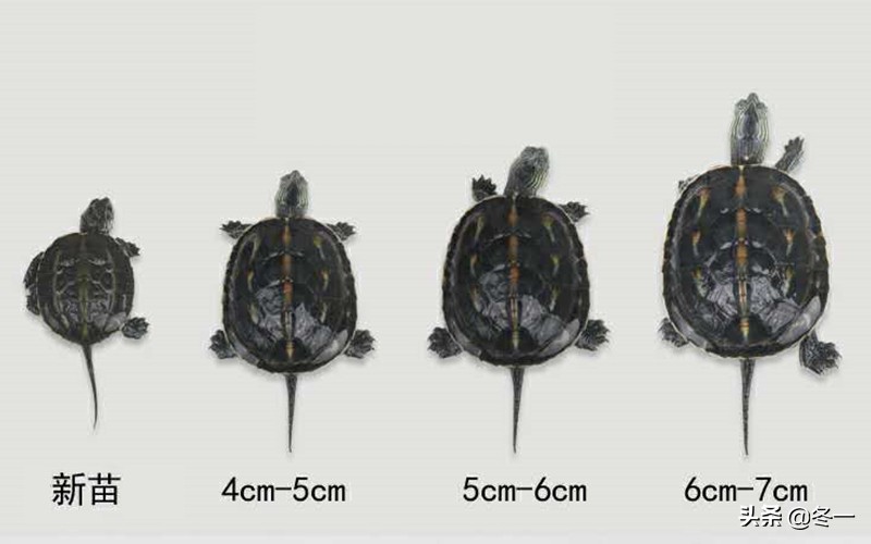 新手养龟的基本知识,入门养龟用什么龟缸