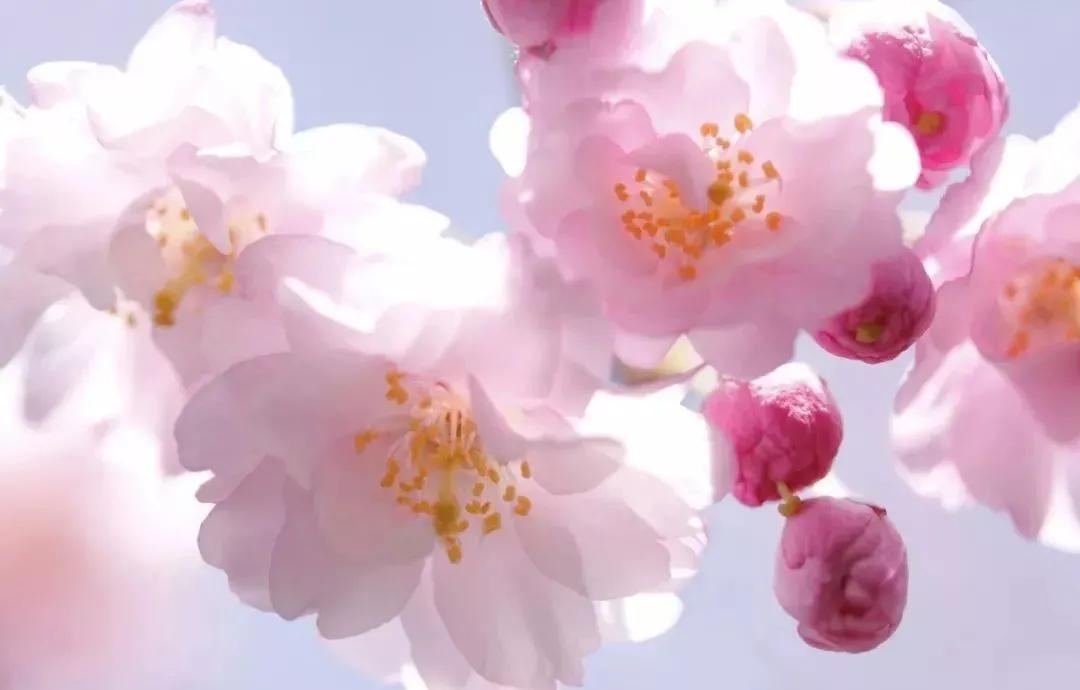 全国乡村振兴九大经济树种,乡村振兴的植树造林成果