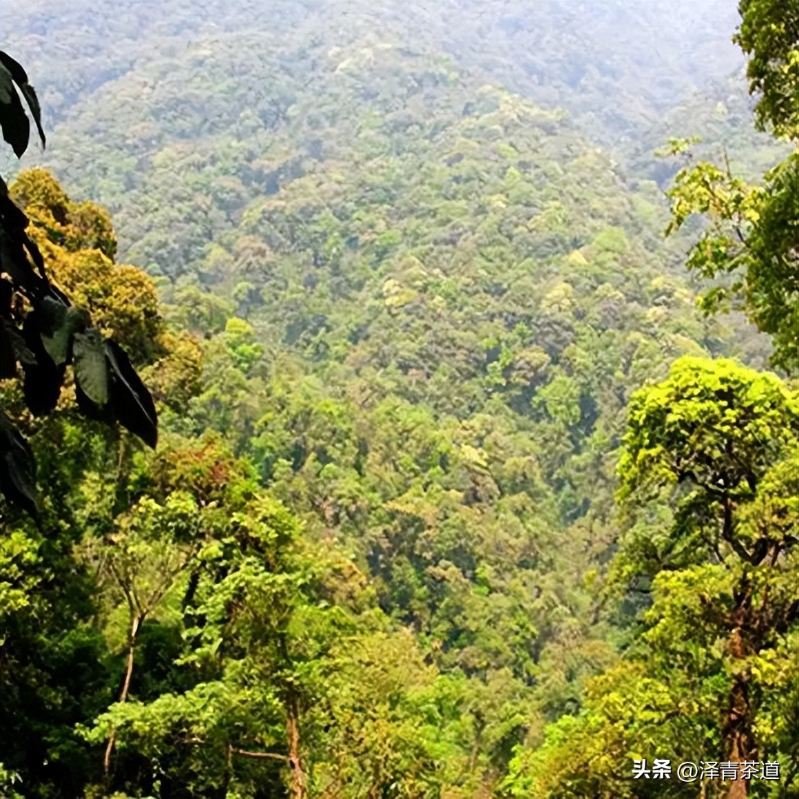 为什么茶树的南比北多,茶树生长的原因有哪些