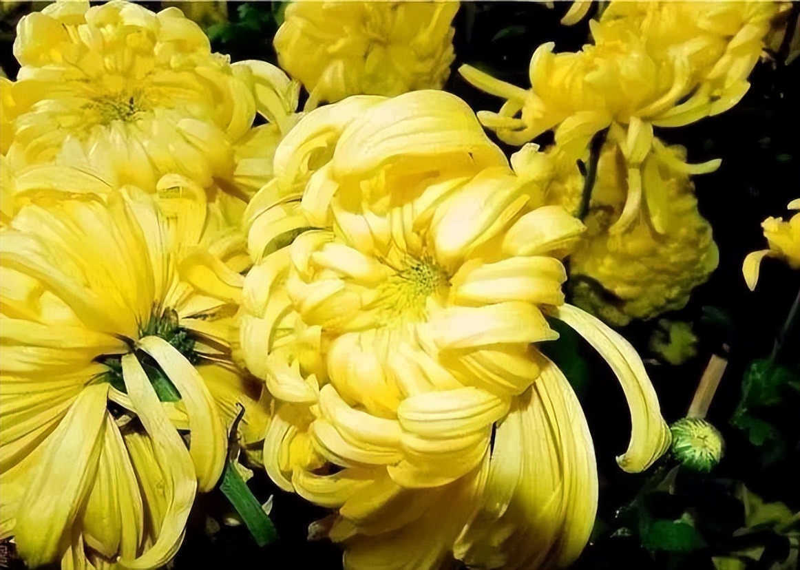 秋花诗词50首,金秋秋菊50种名菊