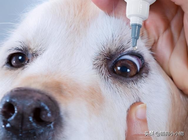 比熊狗狗去泪痕狗粮推荐,狗狗泪痕严重喂什么狗粮