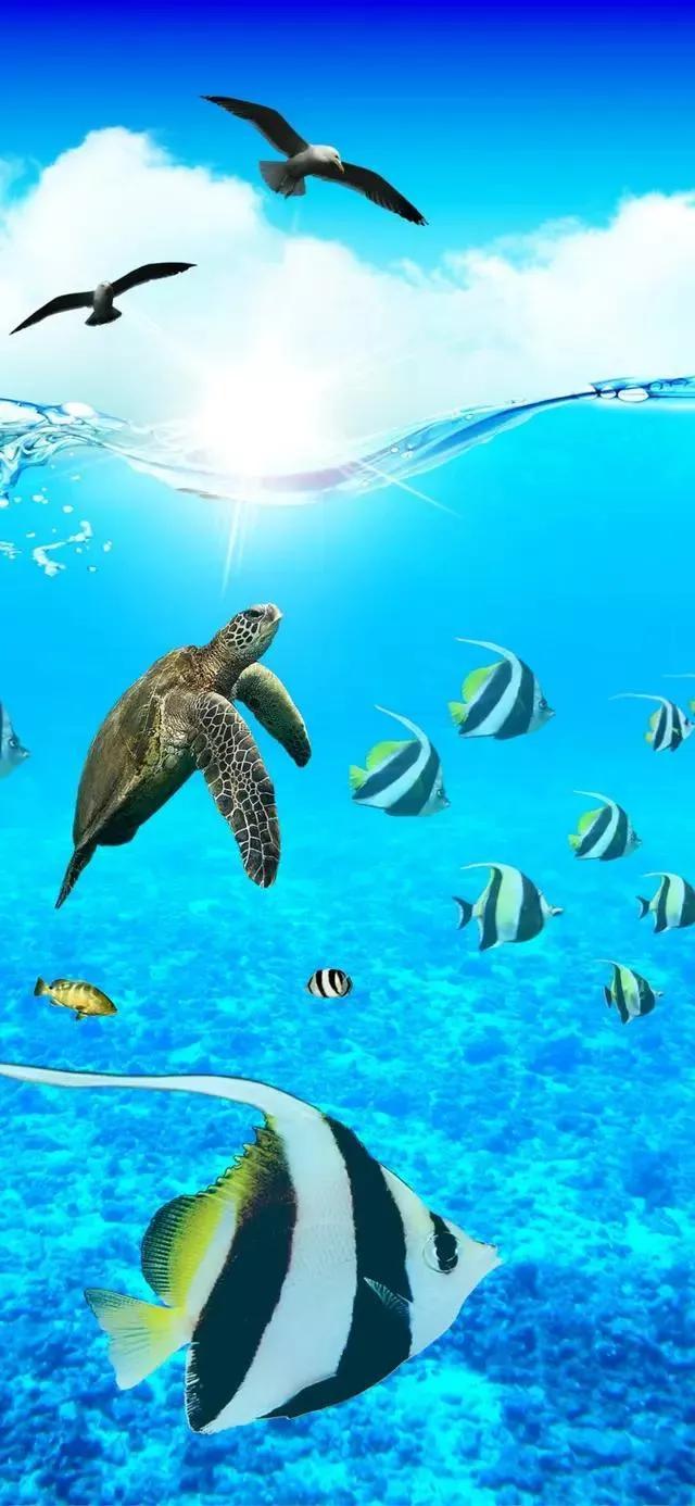 海底世界高清大图壁纸,手机动态海底世界鱼壁纸