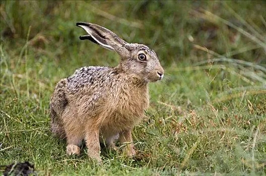 年轻和成年欧洲野兔股骨的形态特征、矿化和力学特性分析
