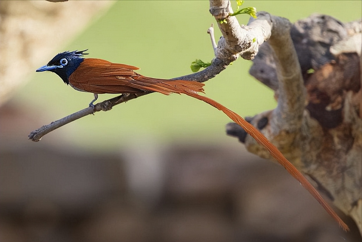 所有鸟图片大全大图,50张最佳鸟类摄影作品