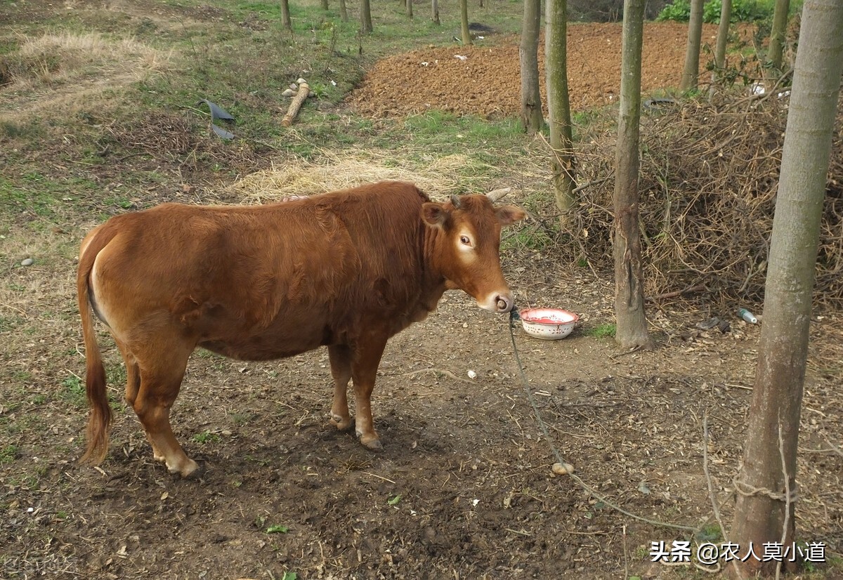 圈养牛和散养牛的利润,现在养牛的前景如何