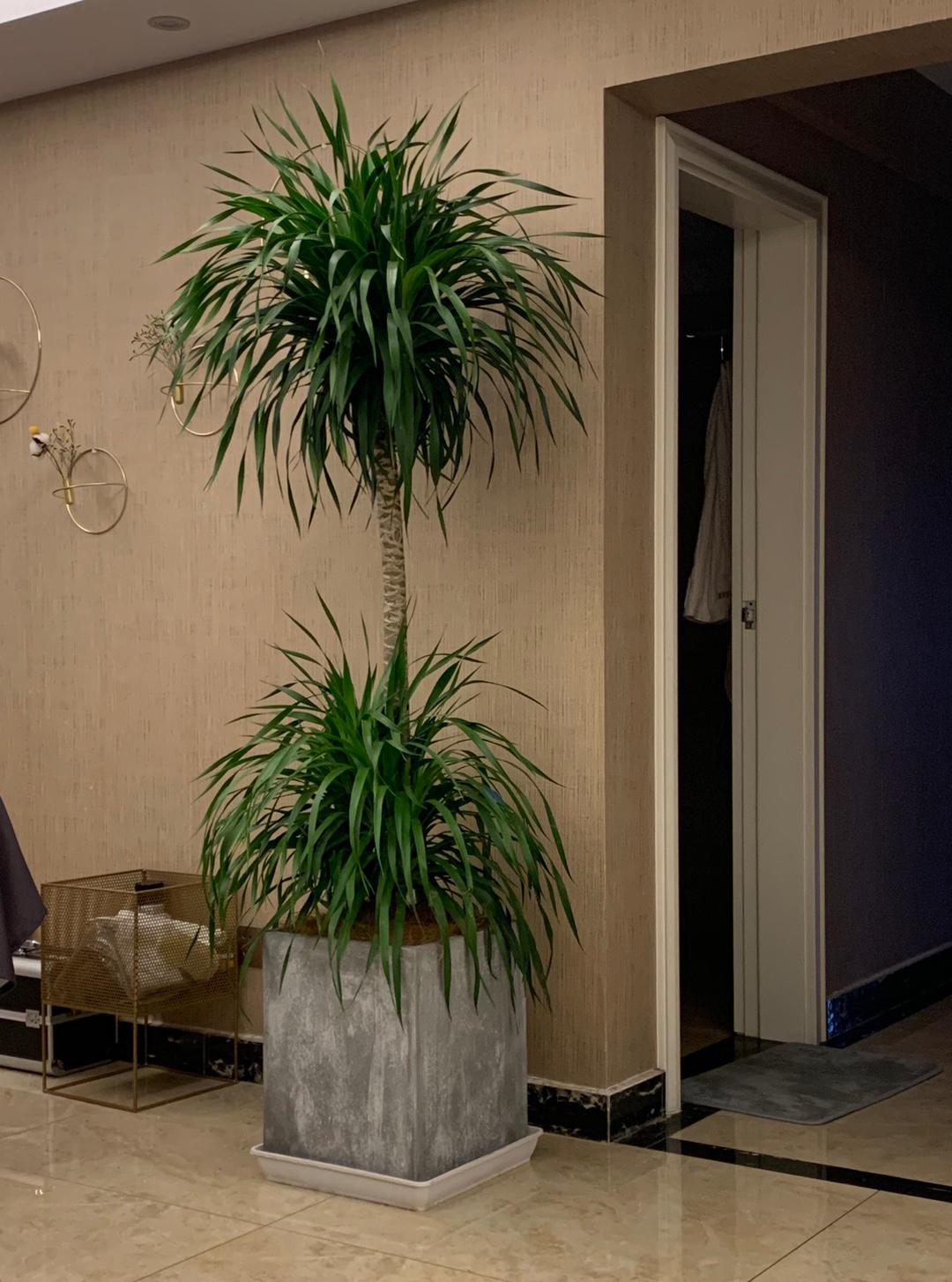 家庭客厅养什么花好看又旺财,客厅最吉祥的三种花