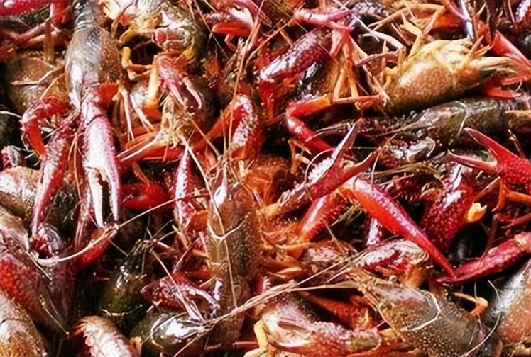 小伙养龙虾,小伙养十只大龙虾