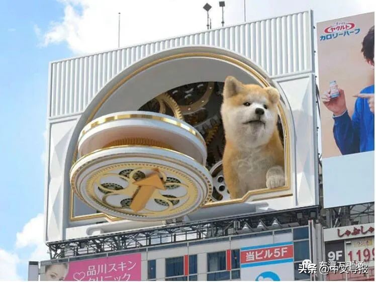 涩谷街头秋田犬,霓虹涩谷街头出现巨大秋田犬