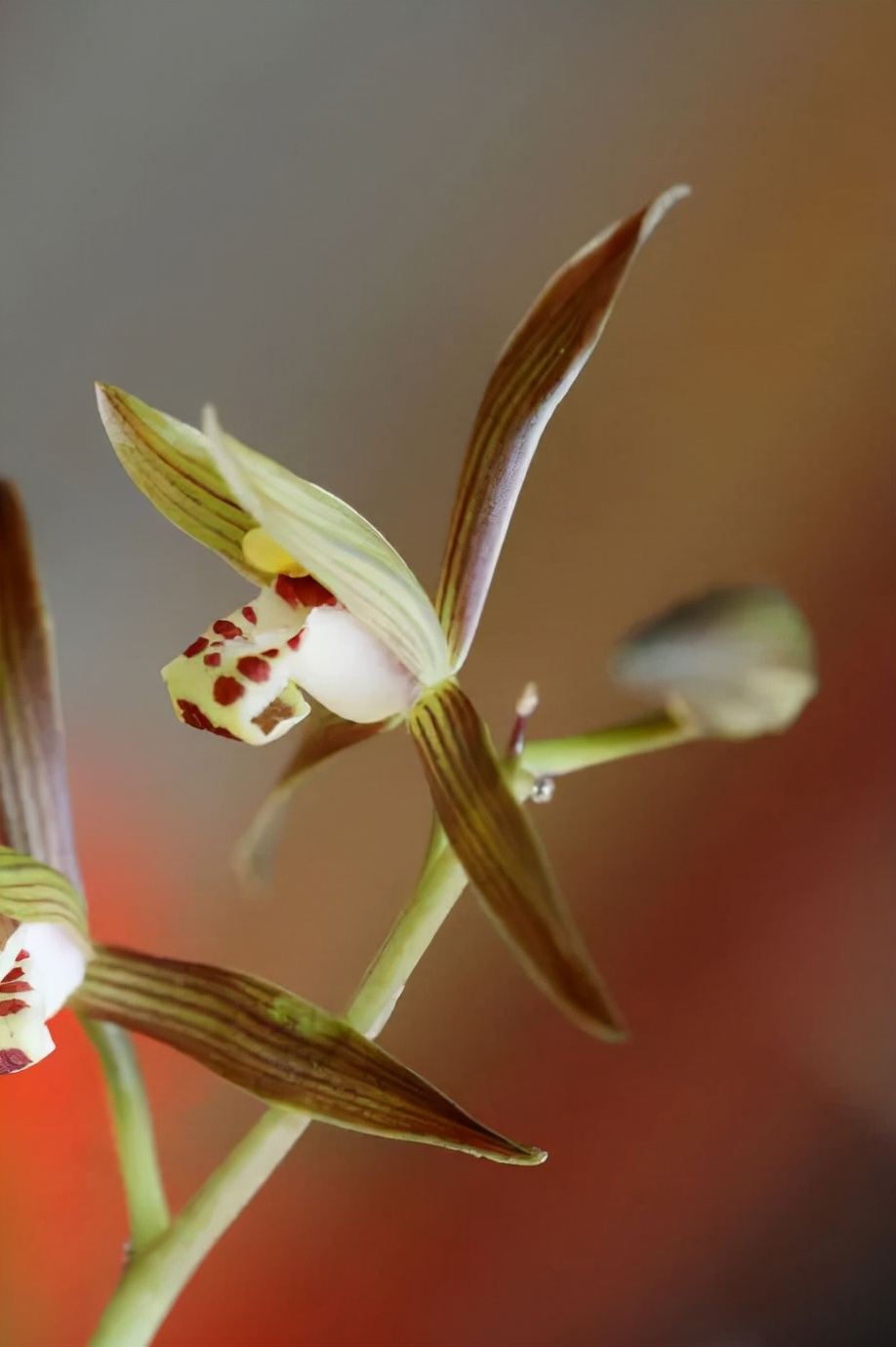 快来看看，兰花的世界真奇妙|壹木星球No.14