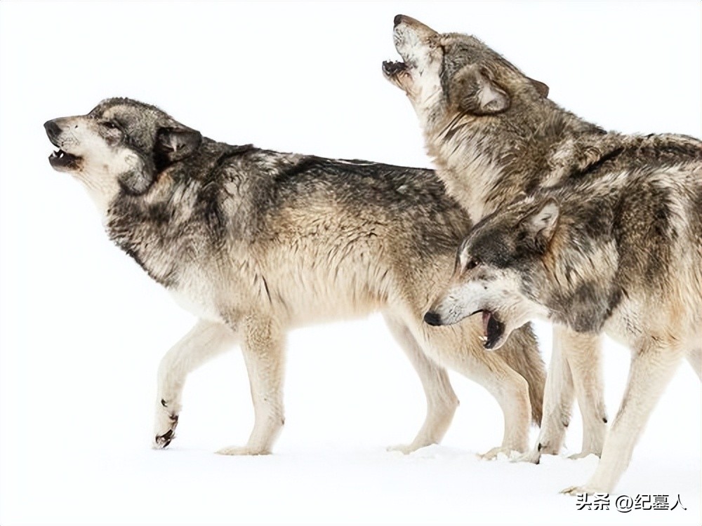 64年勘测队遭遇凶猛狼群，战士心软投喂食物，头狼带群狼前来报恩