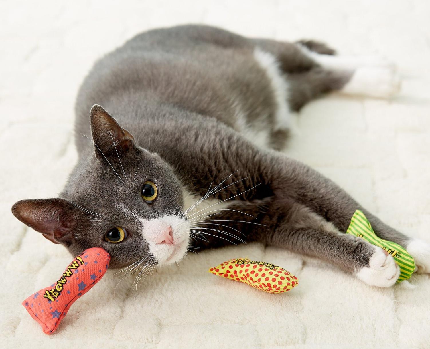 如何预防猫进卧室,猫往外跑会回家么