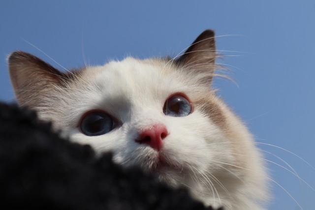 退休发现档案作假会怎样处理,退休档案当时误申报错了