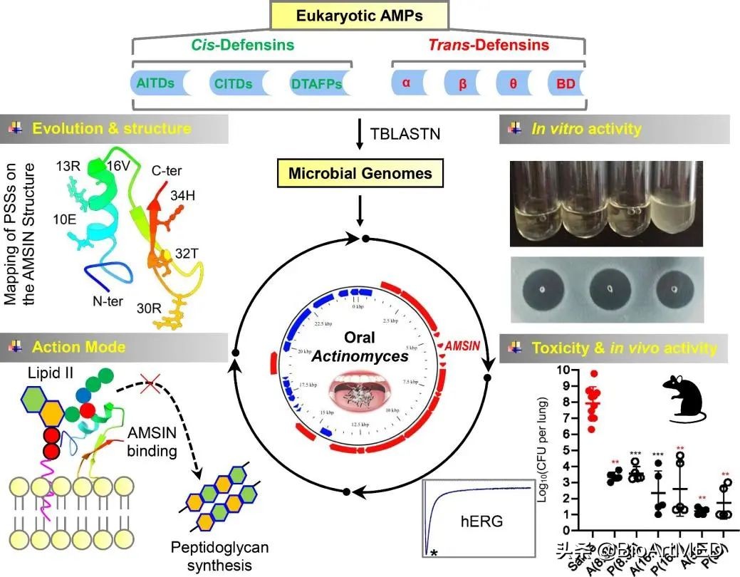 EMBOMolecularMedicine|口腔放线菌：一种肽类抗生素的新来源