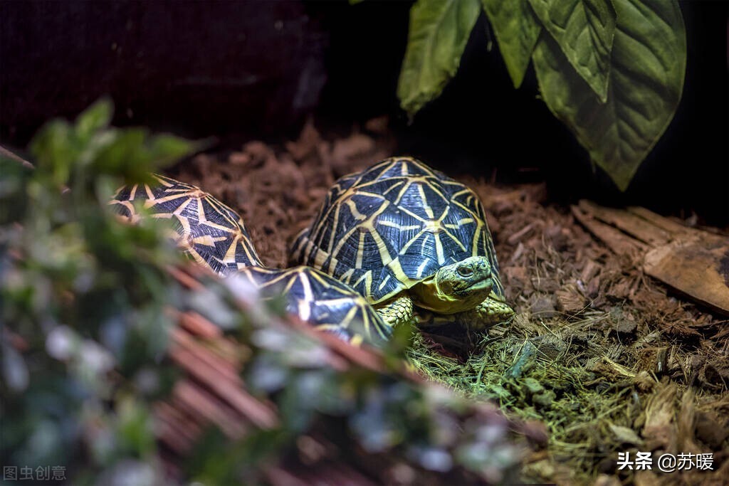 加温的龟腐甲了怎么办,加温养龟为什么还会有透明水霉