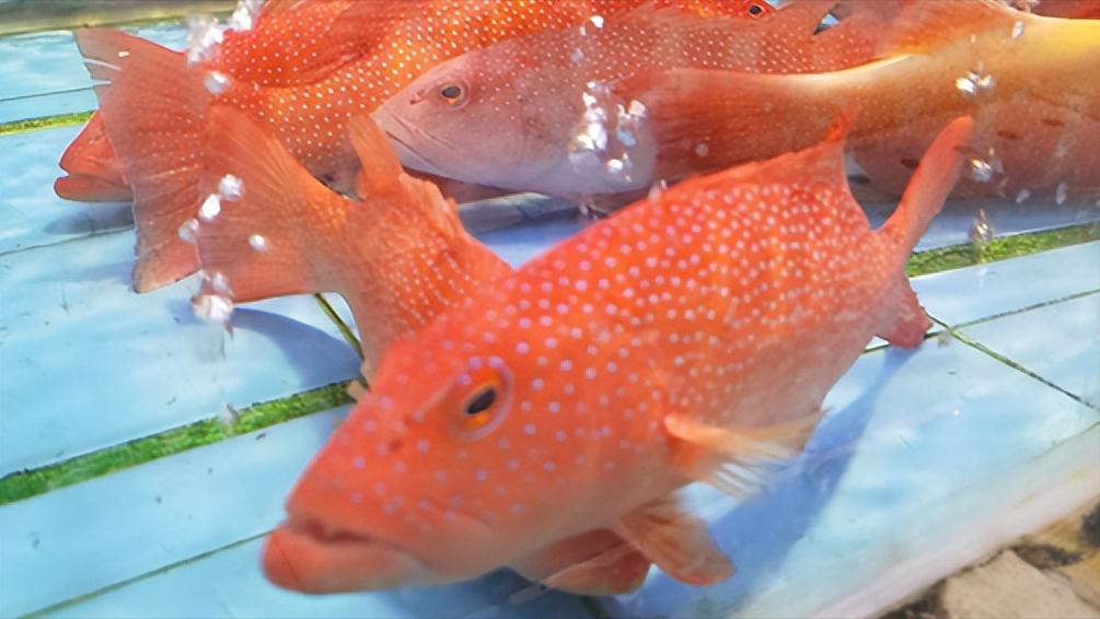 泊来鲜加盟靠谱吗,连锁鲜活海鲜品牌加盟