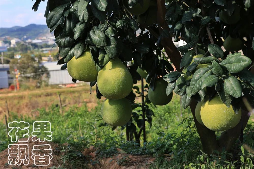 养殖十大暴利品种,暴利种植品种