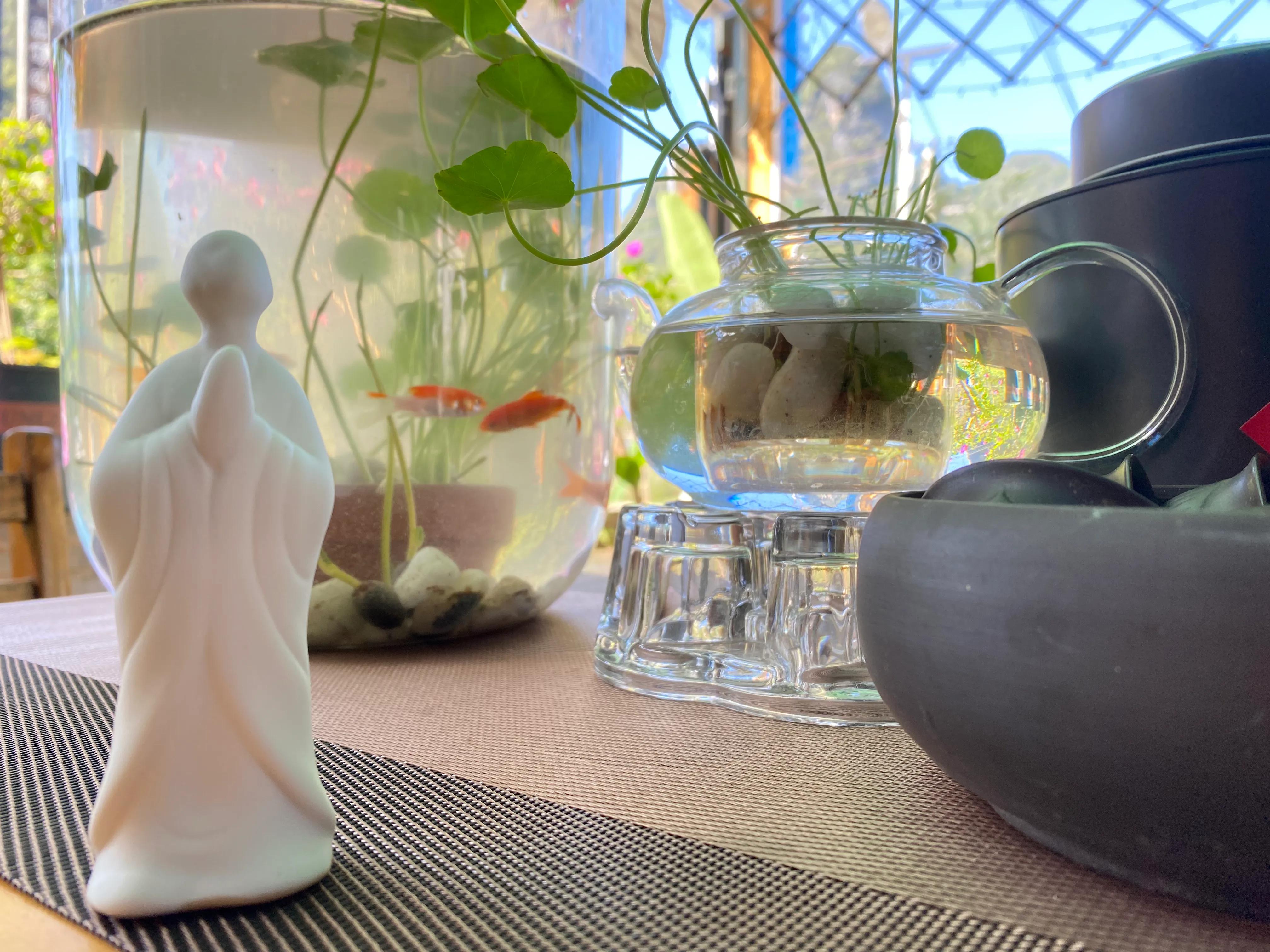 这一次养金鱼成功啦！生态鱼池学会这几招，告别金鱼杀手