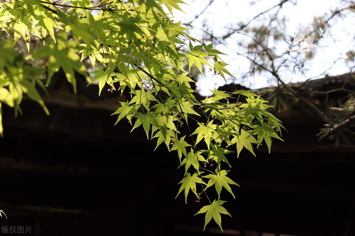 告别2022，未来可期，时光静好，浅笑安然，向着温暖那方走去