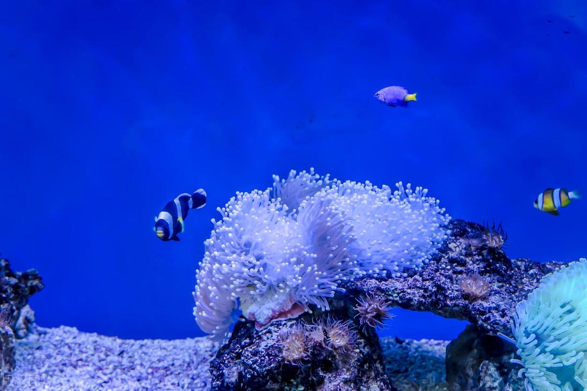 马尔代夫旅游最佳时间和地点,马尔代夫游的注意事项