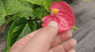 红掌叶子发黄焦边干枯掉叶掉花,红掌叶子枯萎了怎么补救