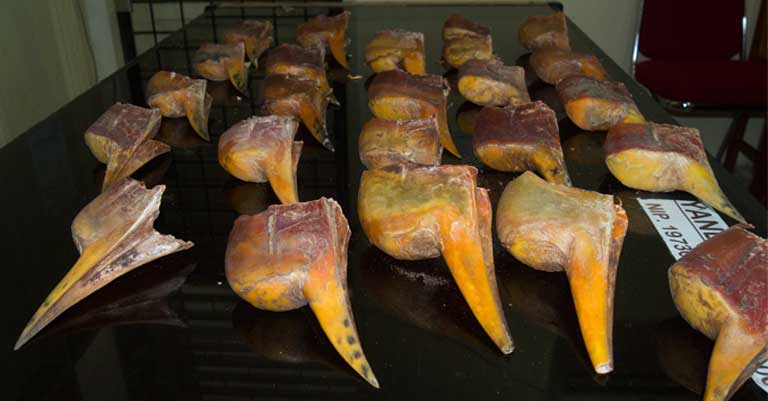 价值比象牙高3倍，活着被取骨后等死！盔犀鸟头骨到底有什么用？