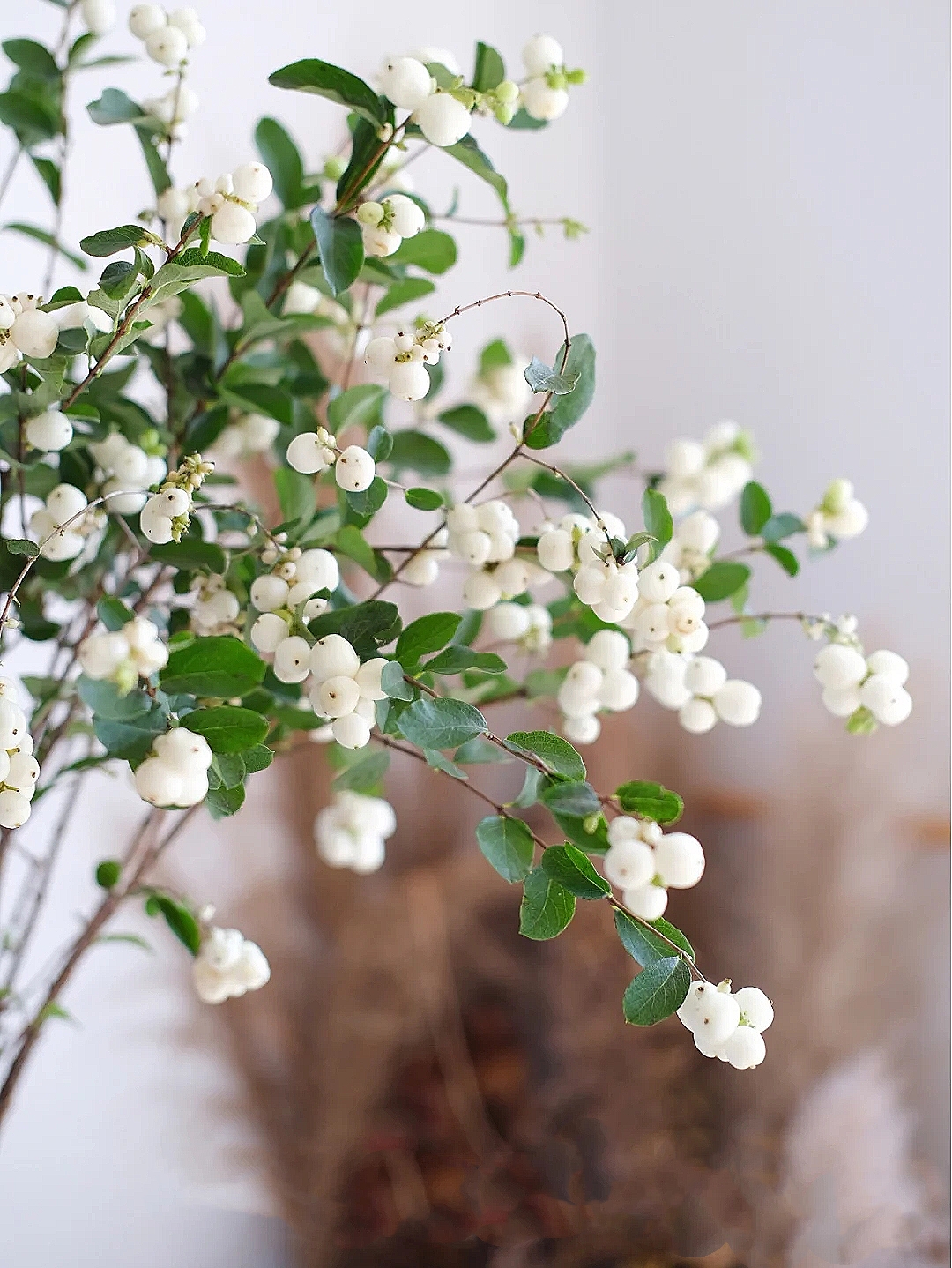 花艺教程花材打理知识,花艺教程常用花材及叶材有哪些