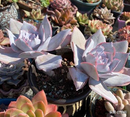 广寒宫如何控养叶片,广寒宫叶片发软怎么挽救