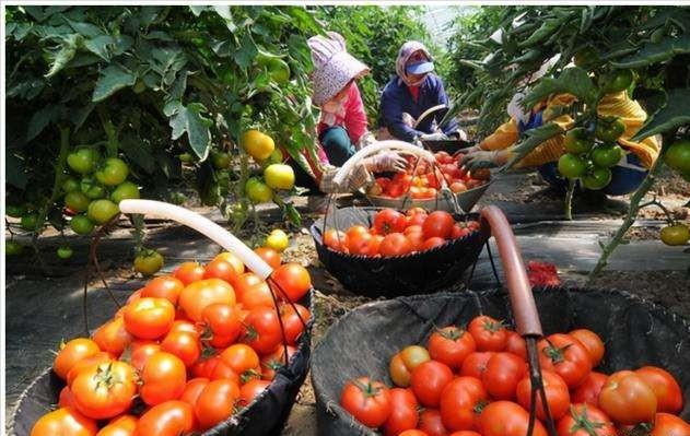 女博士放弃百万年薪回农村种梨,女博士放弃年薪两百万回乡种茶