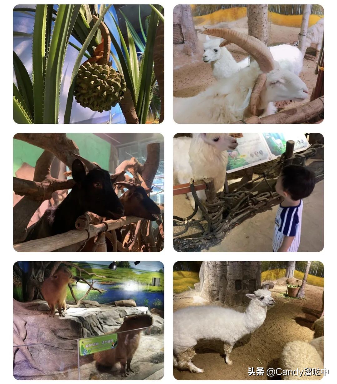 广州自由行攻略最详细,广州游玩打卡攻略情侣