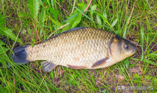 六月份钓鱼的好钓法,钓鱼口诀7浅7深文字版