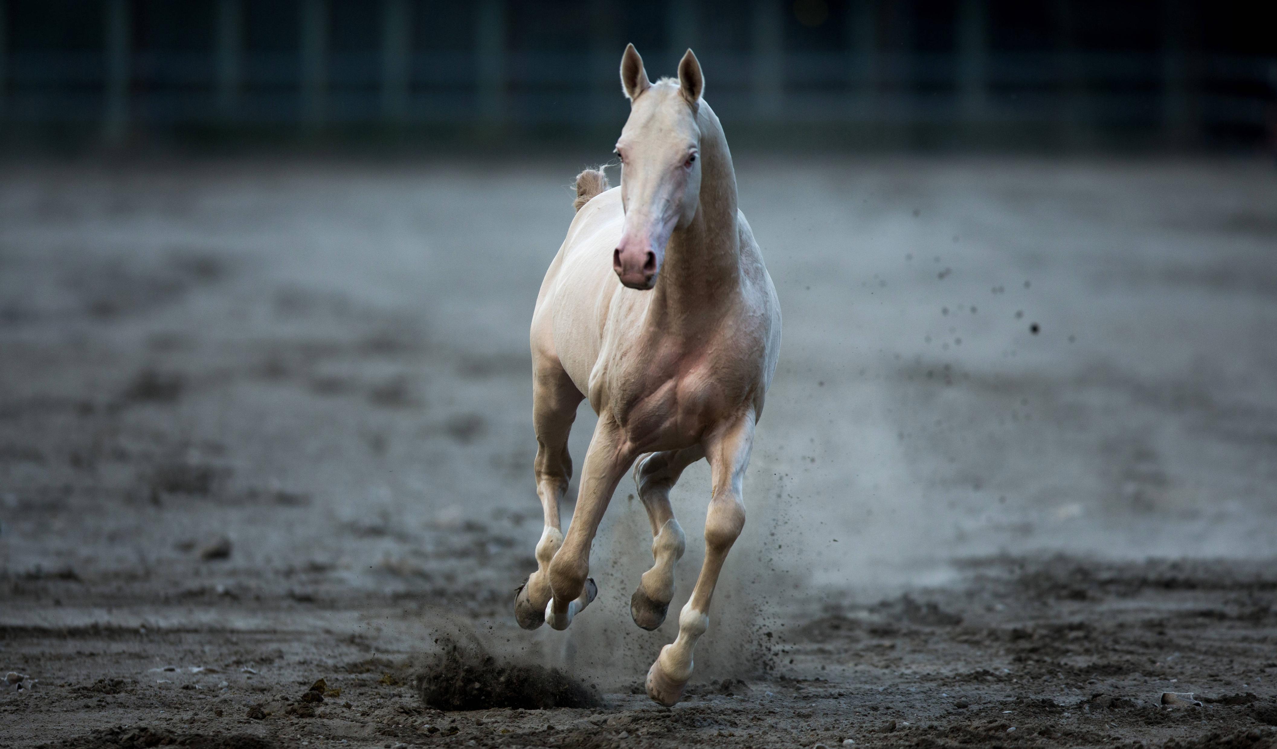 英国发明的体育运动,英国现代体育