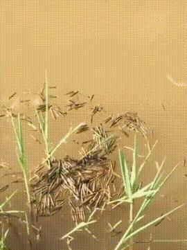 有什么发明违背初衷,十个违背发明者初衷的发明