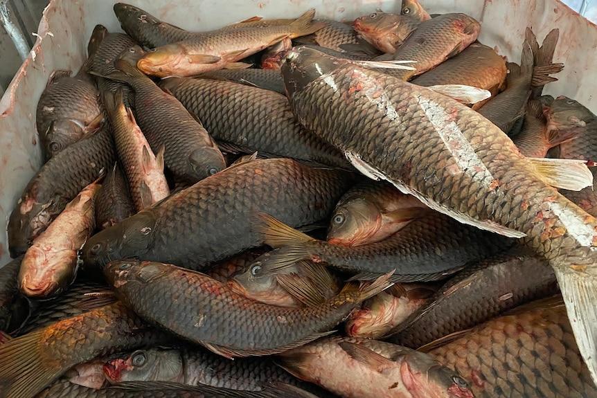 3.6亿条鲤鱼堵塞主要水道，随便一网数百条，澳洲人竟不会吃
