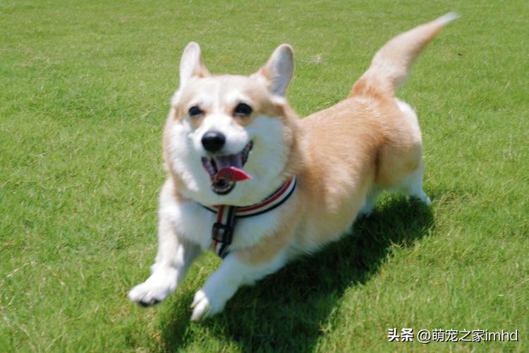 狗狗聪明的十个表现,狗狗聪明的七个表现