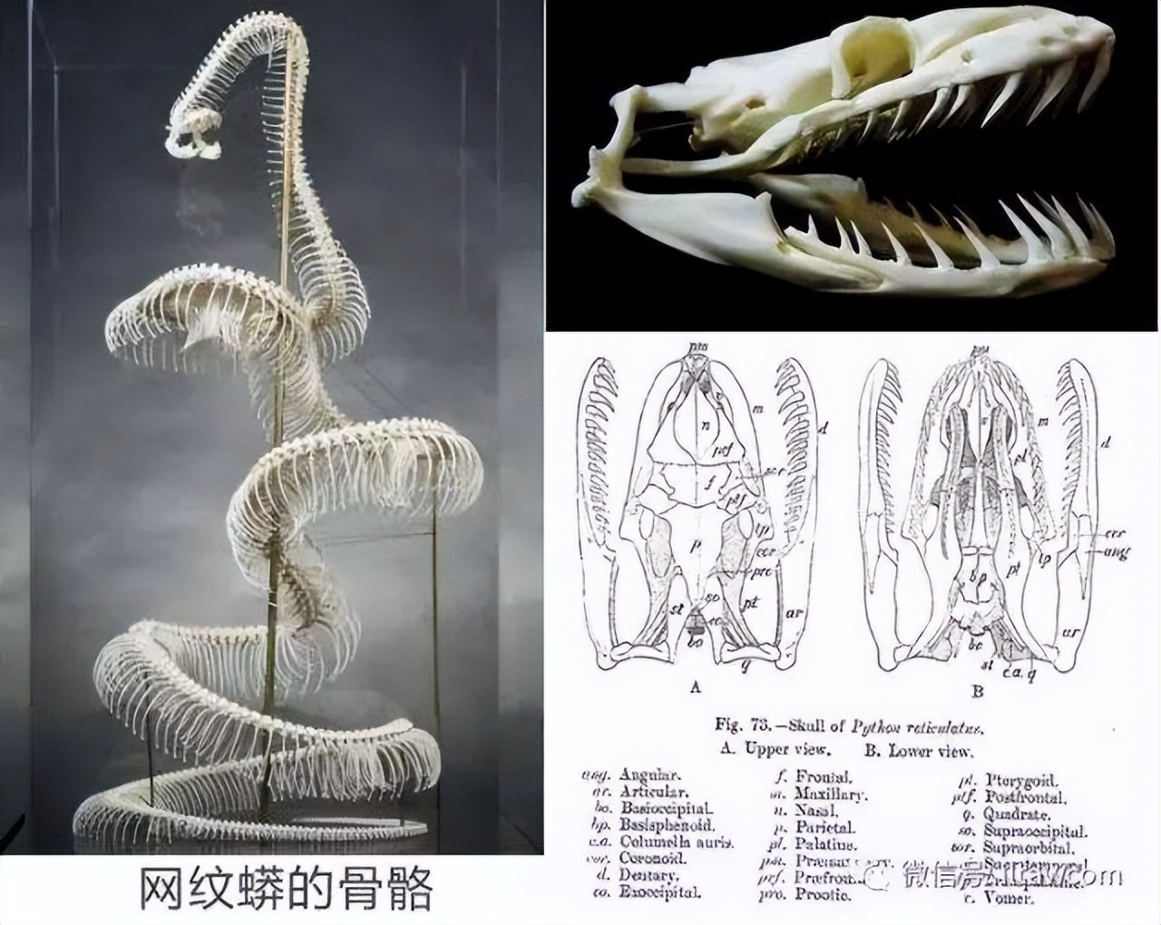 7米长！印尼54岁女子被巨蟒活吞，人心惶惶：还剩条8.2米蟒蛇游荡
