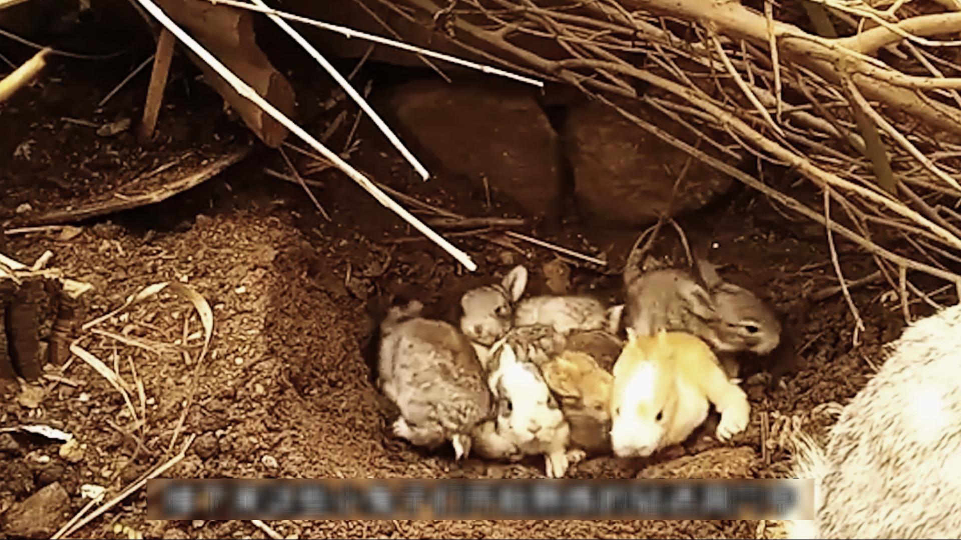 国外野兔泛滥成灾后续,国外野兔泛滥成灾