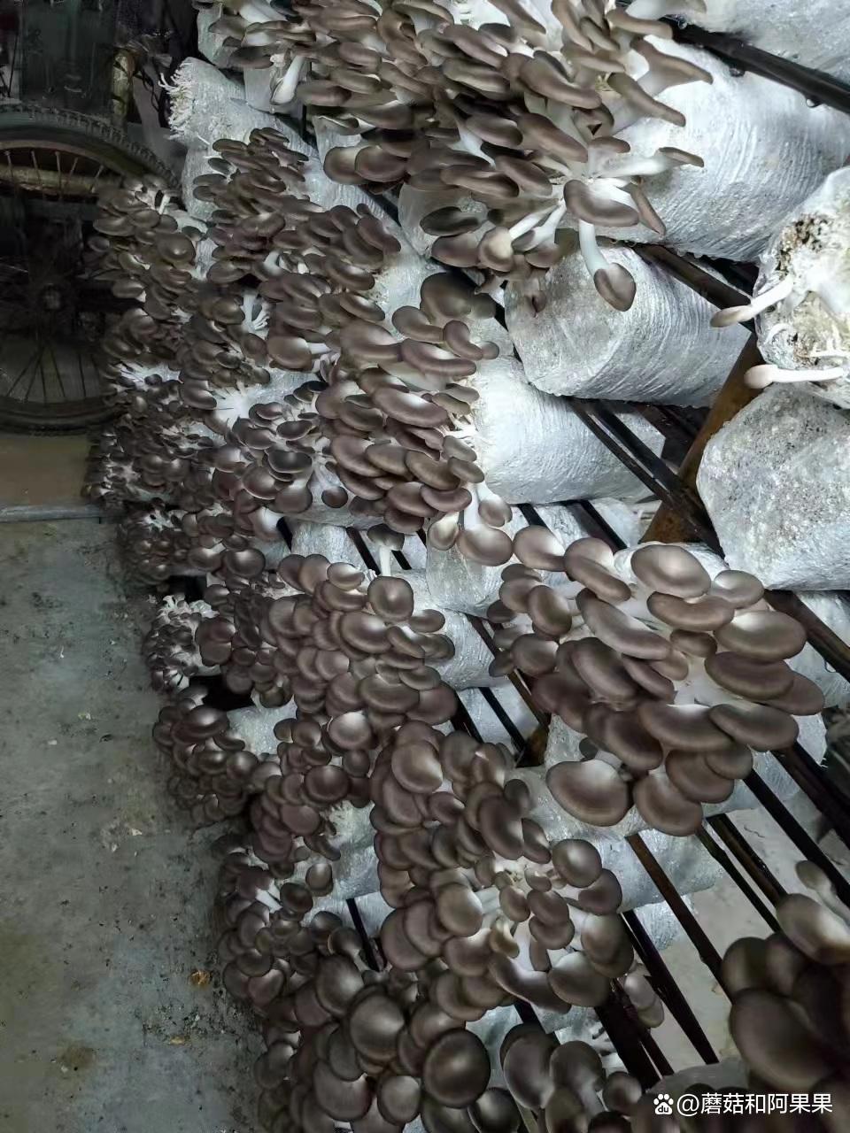 平菇食用菌的栽培方法,食用菌栽培技术之平菇菌种制作