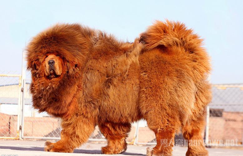 什么品种的狗狗适合有孩子家庭养,狗狗品种大全及图片拉布拉多