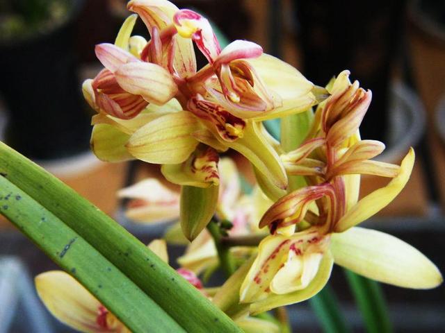 原生种富山奇蝶兰花花苞颜色,三大奇花之首