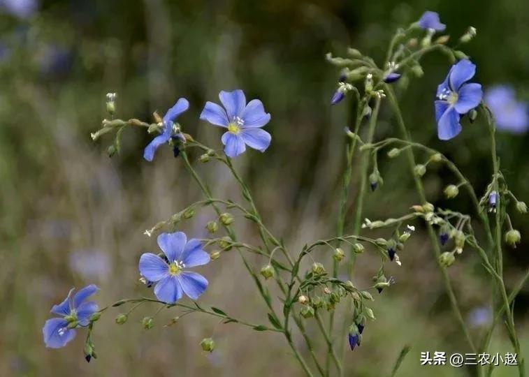 亚麻的生长气候条件,农作物亚麻的视频