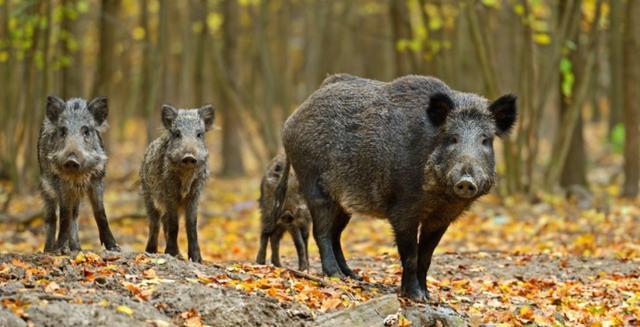 “猪肉热潮！野猪肉首度亮相市场，你绝对不能错过！”