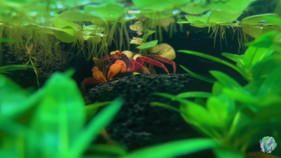 美国小哥在卧室建出一缸热带雨林，食物链环环相扣，太强了