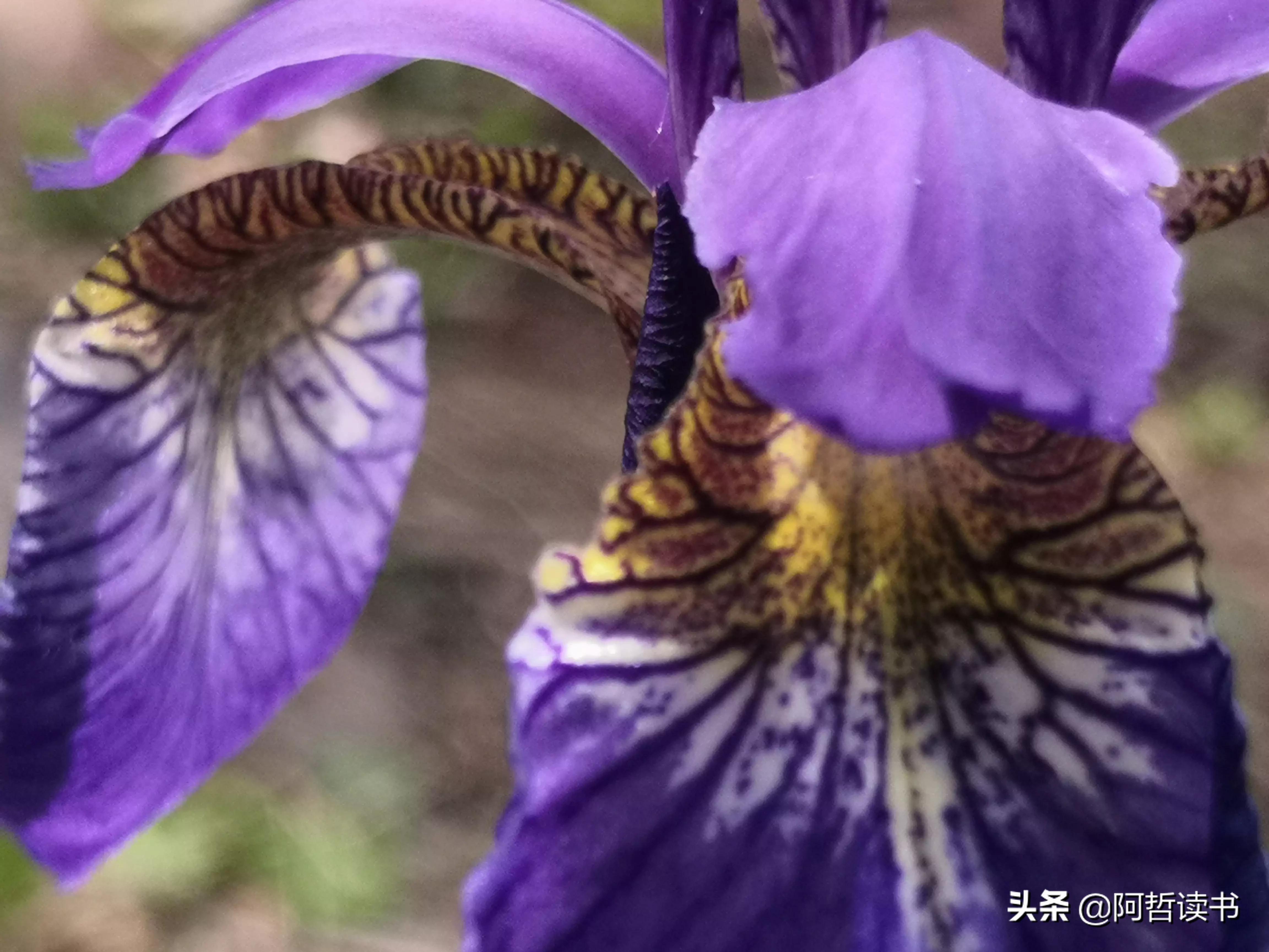 婀娜多姿鸢尾花,鸢尾花婀娜多姿